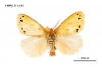 藏品(菱帶黃毒蛾)的圖片